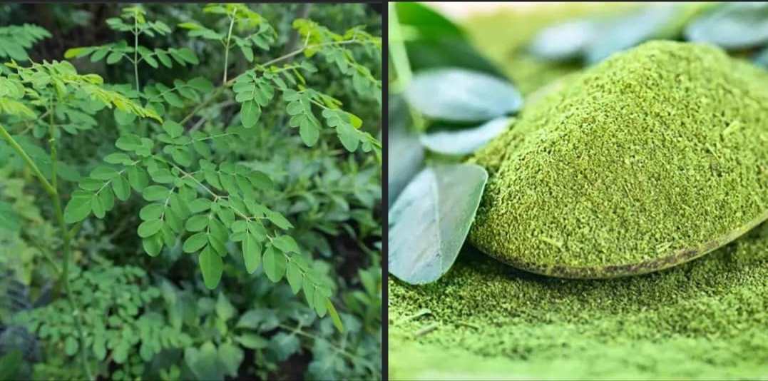 Connaissez vous le Moringa ?